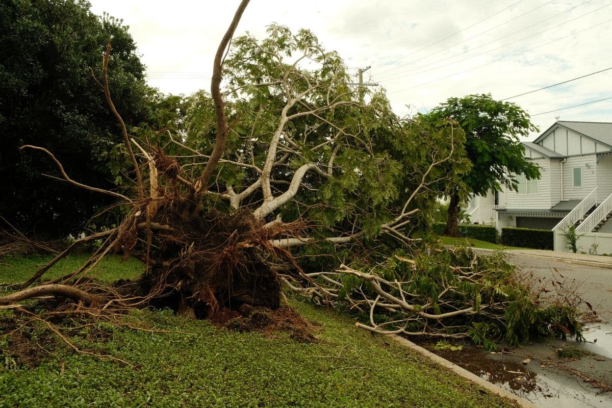 Uprooted tree on a suburban street after a severe storm in a residential neighborhood, showing storm damage to homes and property